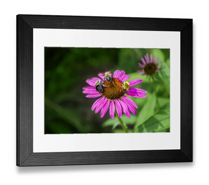 Framed Print : Purple Coneflower, USA Framed Print : Purple Coneflower, USA