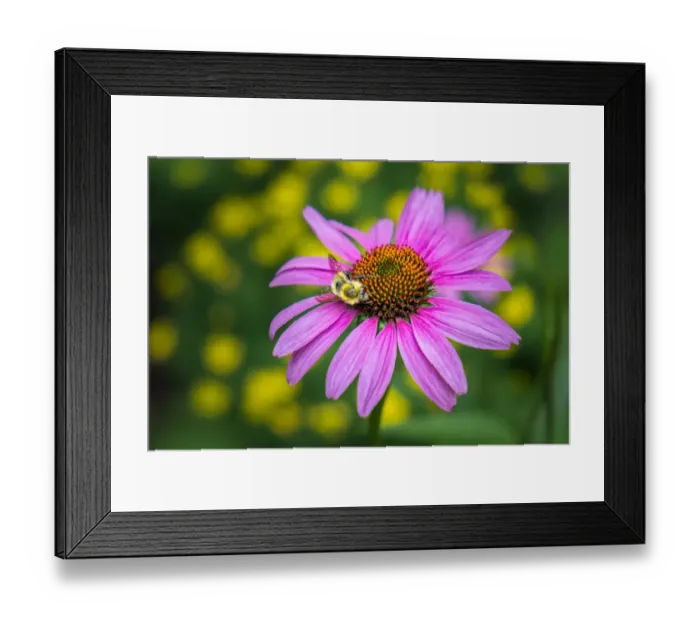 Framed Print : Purple Coneflower, USA Framed Print : Purple Coneflower, USA