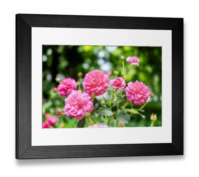 Framed Print : Pink ever-blooming rose bush, USA