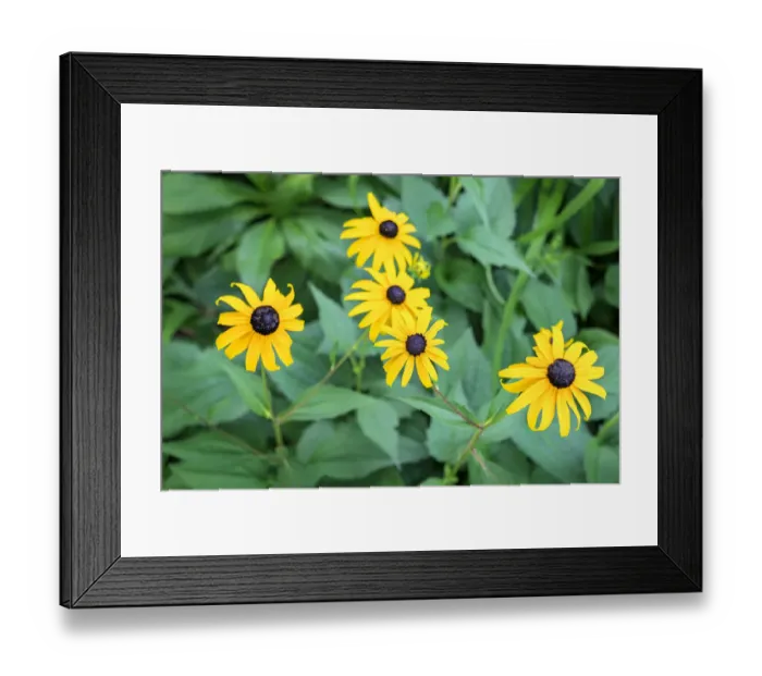 Framed Print : Black-eyed Susan, USA Framed Print : Black-eyed Susan, USA