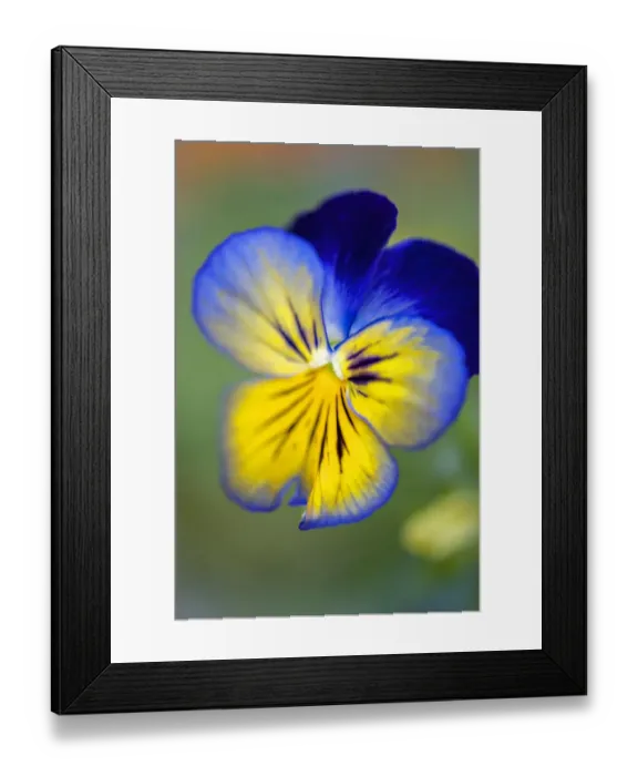 Framed Print : Blue and yellow pansy, USA
