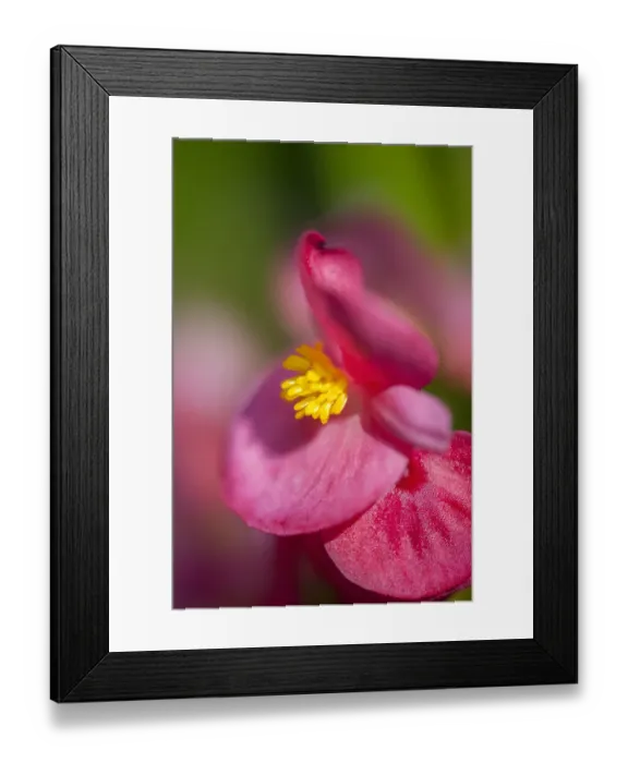 Framed Print : Pink begonia, USA Framed Print : Pink begonia, USA