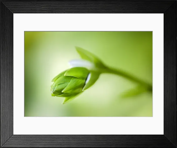 Framed Print : Hosta flower bud, USA Framed Print : Hosta flower bud, USA