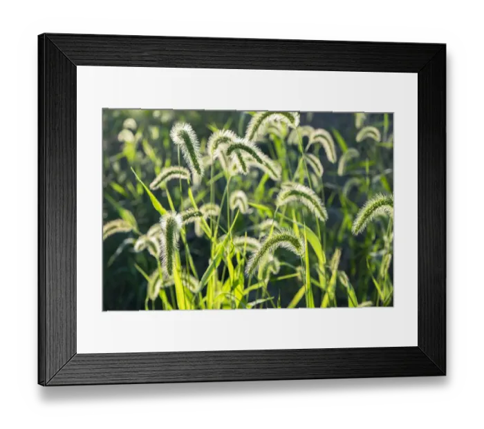 Framed Print : Plumes of grass rimmed in light, USA