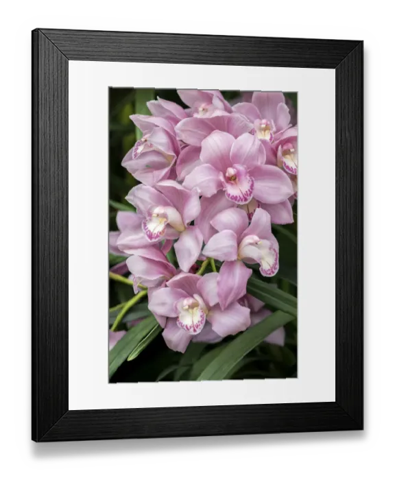 Framed Print : Pink orchid, USA Framed Print : Pink orchid, USA