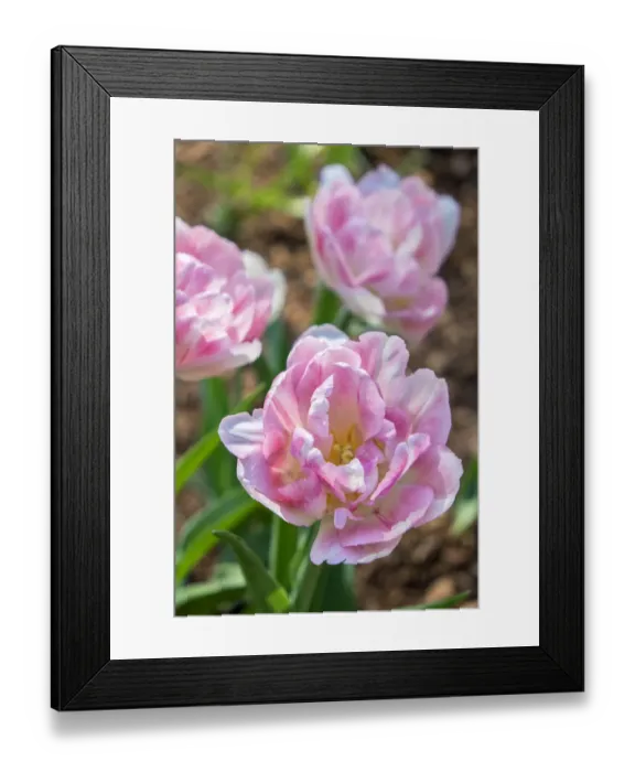 Framed Print : Pink double tulips, USA