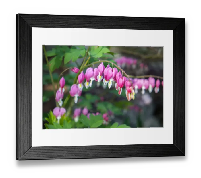 Framed Print : Bleeding Heart, USA Framed Print : Bleeding Heart, USA