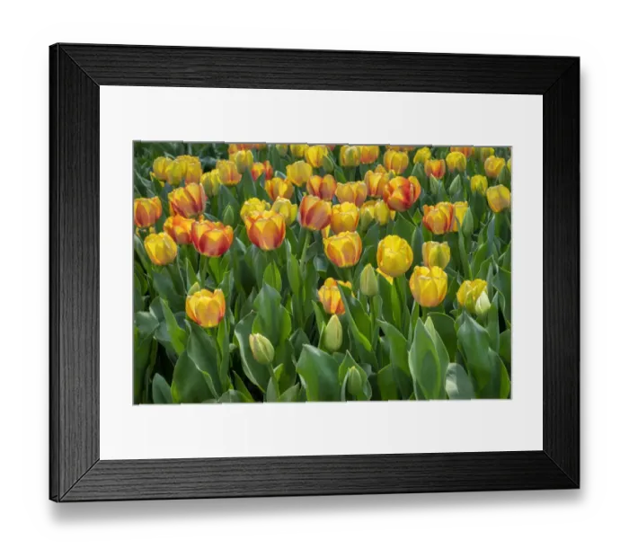 Framed Print : Beauty of Spring Darwin hybrid tulip, USA