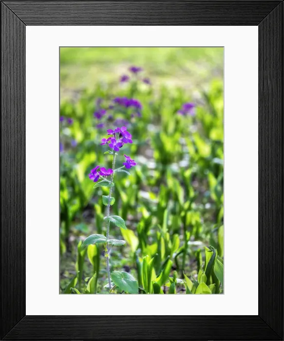 Framed Print : Silver Dollar plant in spring, USA Framed Print : Silver Dollar plant in spring, USA