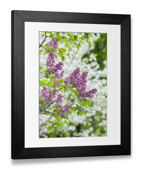 Framed Print : Budding lilac bush, USA Framed Print : Budding lilac bush, USA