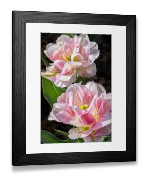 Framed Print : Pink double early tulip, USA Framed Print : Pink double early tulip, USA