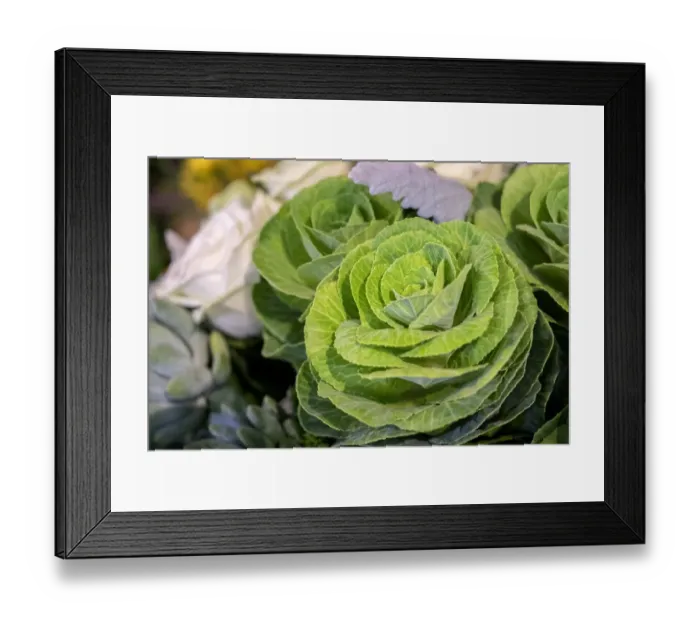 Framed Print : Ornamental cabbage in a flower arrangement, USA Framed Print : Ornamental cabbage in a flower arrangement, USA
