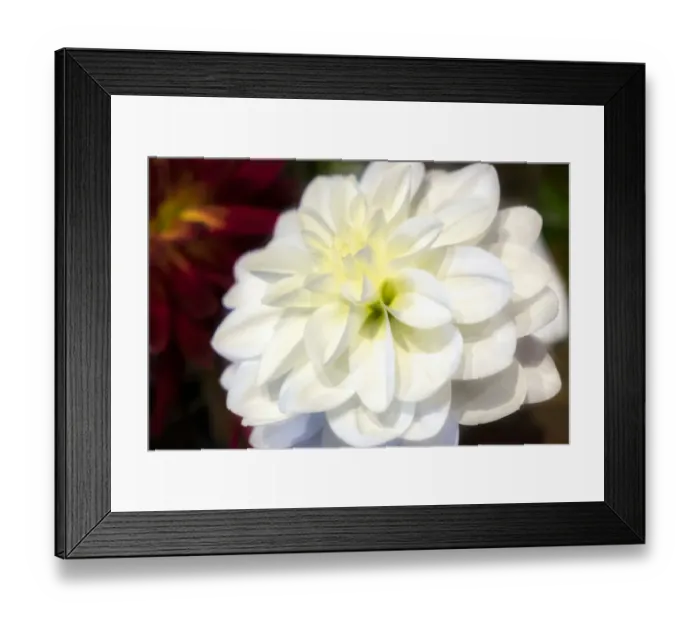 Framed Print : White dahlia, USA Framed Print : White dahlia, USA