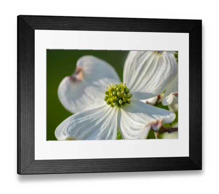 Framed Print : White Dogwood flowers, USA Framed Print : White Dogwood flowers, USA
