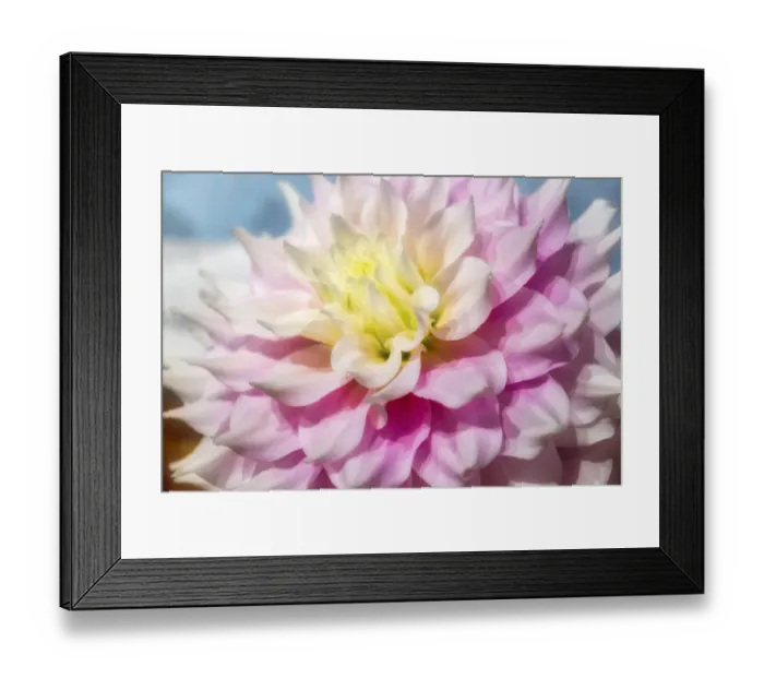 Framed Print : Pink and white dahlia, Gitts Perfection, USA