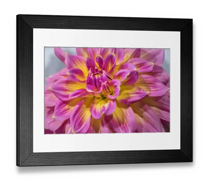 Framed Print : Pink and yellow dahlia, Kidds Climax, USA