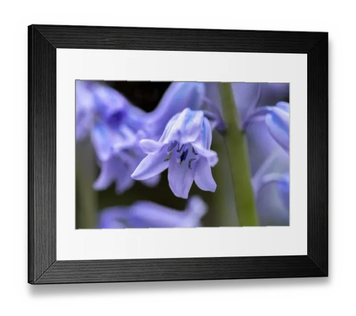 Framed Print : English wood hyacinth, USA