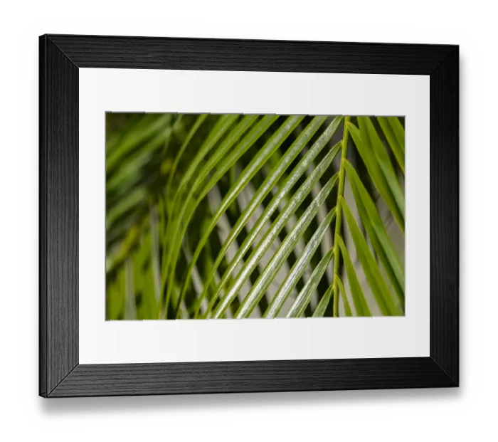 Framed Print : Areca palm, USA Framed Print : Areca palm, USA