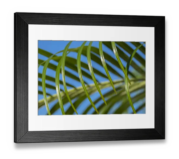 Framed Print : Areca palm, USA Framed Print : Areca palm, USA
