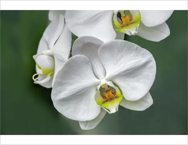 White orchid, USA