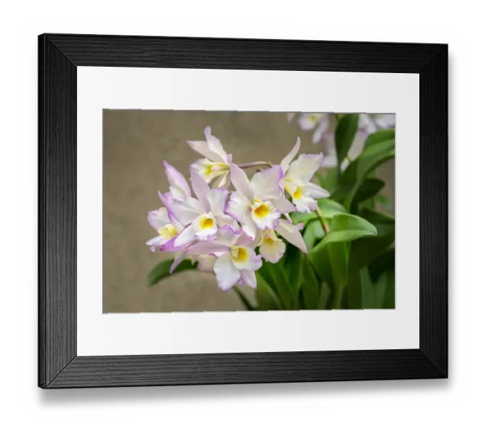 Framed Print : Apple blossom, Iwanagara orchid, USA Framed Print : Apple blossom, Iwanagara orchid, USA