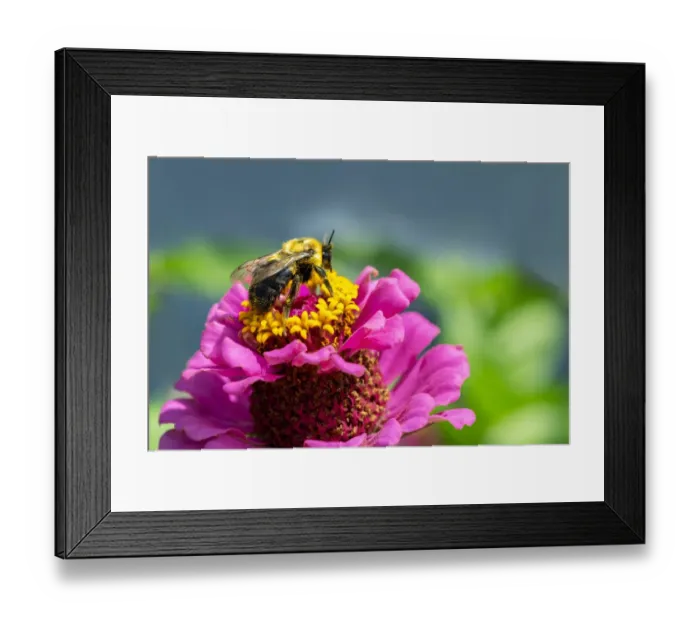 Framed Print : Pink zinnia, USA