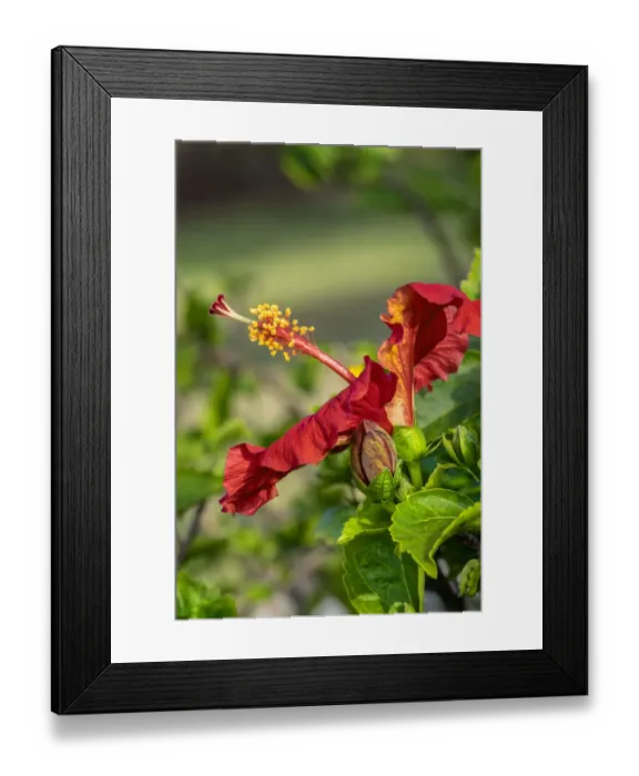 Framed Print : Red hibiscus, USA