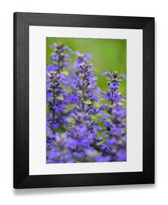 Framed Print : Salvia officinalis, common sage, USA Framed Print : Salvia officinalis, common sage, USA