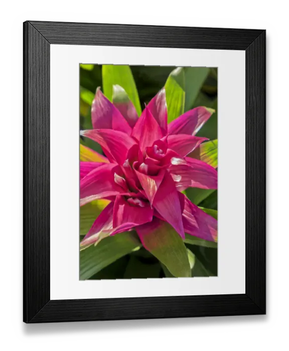 Framed Print : Bromeliad, USA Framed Print : Bromeliad, USA