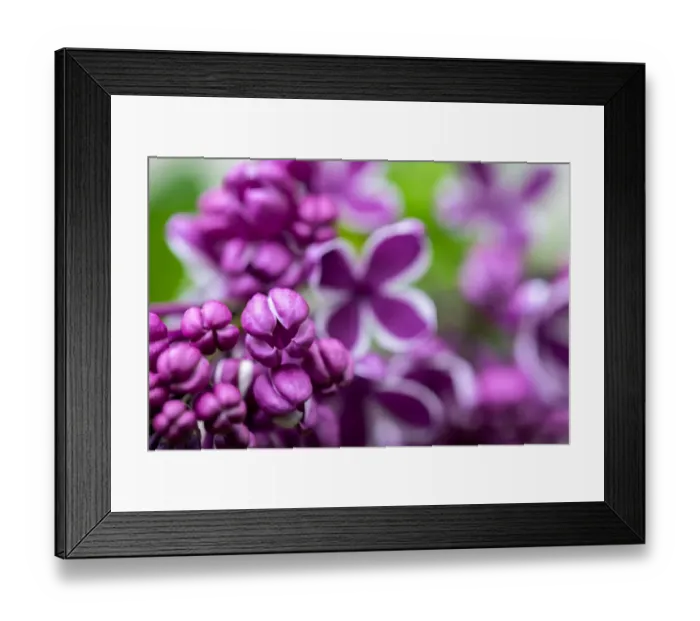 Framed Print : Purple lilac, USA Framed Print : Purple lilac, USA