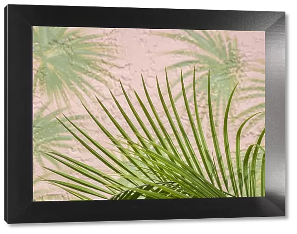 Areca palm in front of painter palm mural, USA