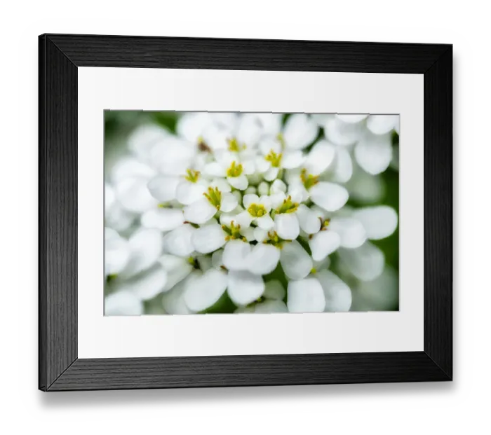 Framed Print : Rock cress, USA Framed Print : Rock cress, USA