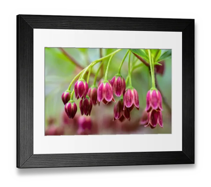 Framed Print : Mountain azalea, USA Framed Print : Mountain azalea, USA
