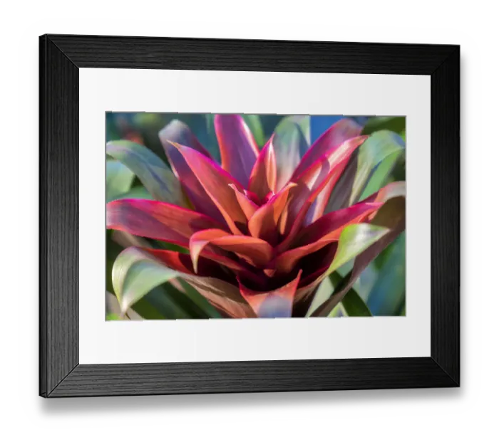 Framed Print : Red and green Bromeliad, USA