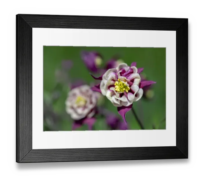 Framed Print : Columbine, USA Framed Print : Columbine, USA