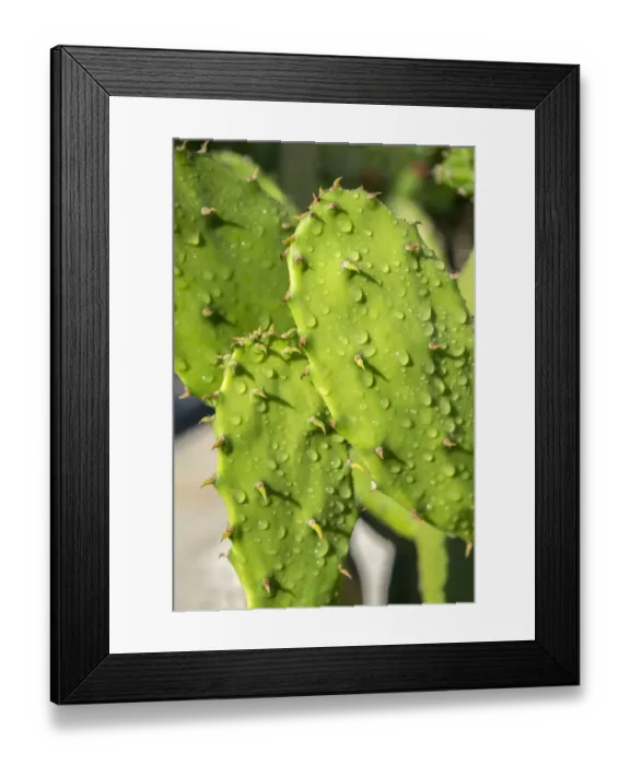 Framed Print : Prickly Pear cactus, USA Framed Print : Prickly Pear cactus, USA