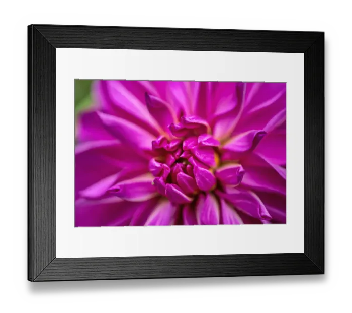Framed Print : Peony, USA Framed Print : Peony, USA