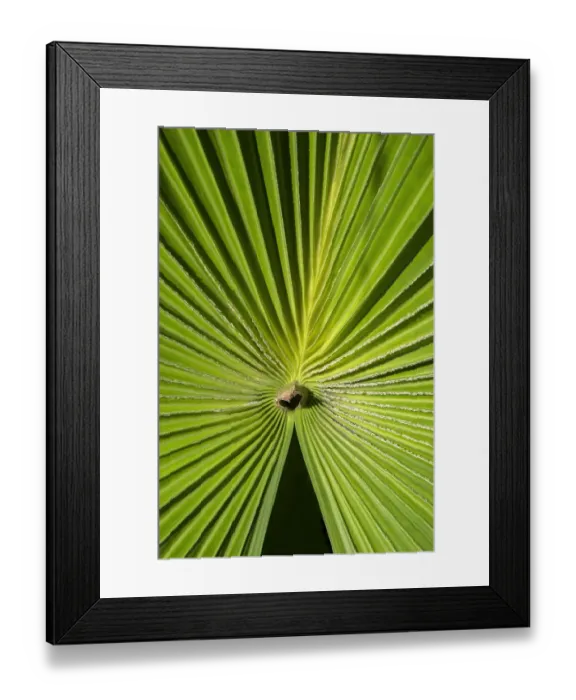 Framed Print : Fan palm, USA
