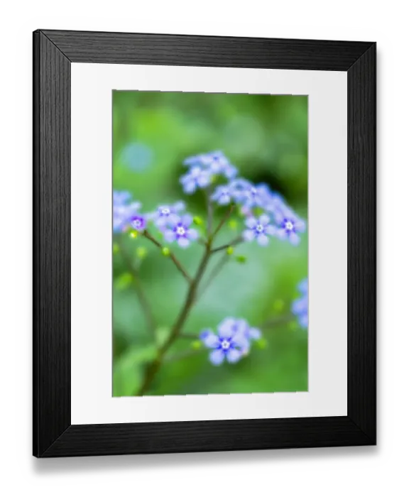 Framed Print : Hounds tongues, USA