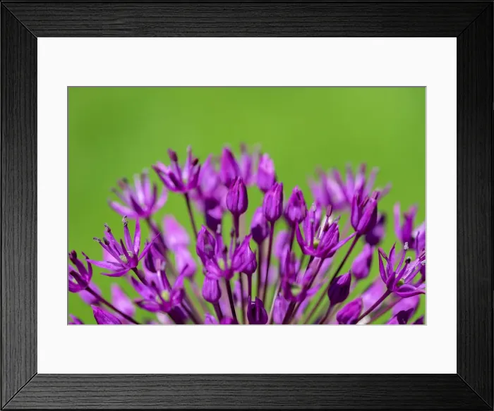 Framed Print : Allium, USA Framed Print : Allium, USA