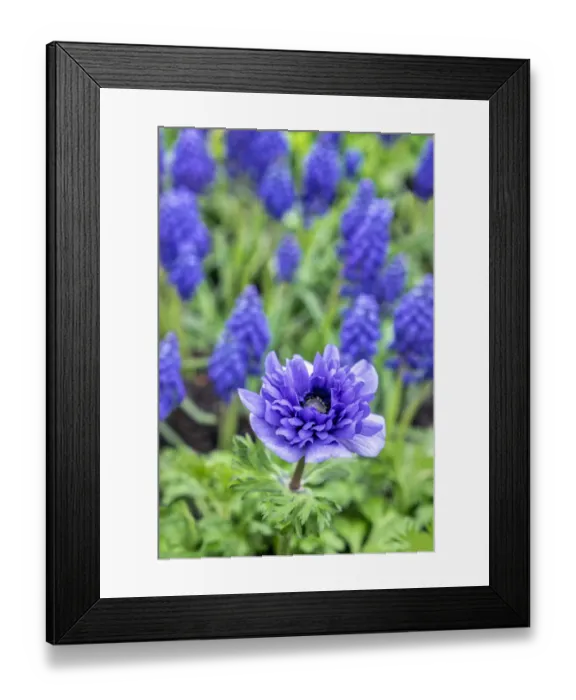 Framed Print : Purple anemone, USA Framed Print : Purple anemone, USA