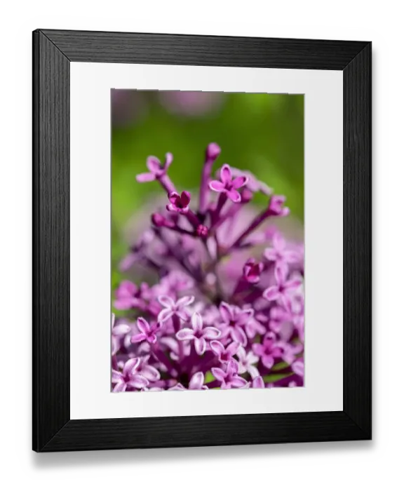Framed Print : Lilac bush, USA Framed Print : Lilac bush, USA