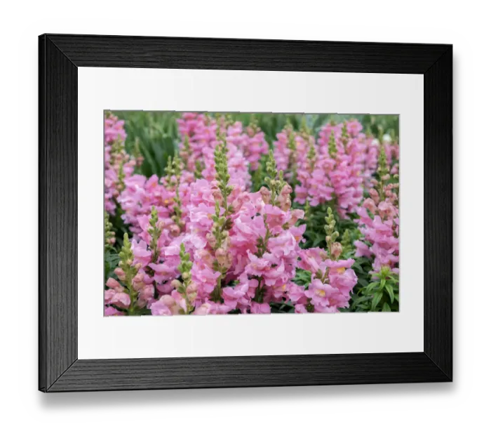 Framed Print : Pink Snapdragons, USA