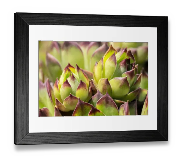 Framed Print : Hens and chicks, succulents, USA Framed Print : Hens and chicks, succulents, USA