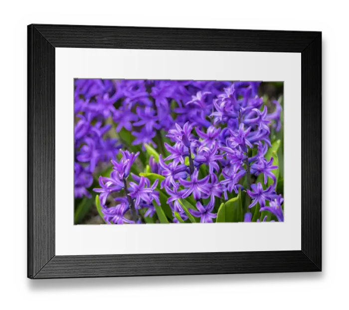 Framed Print : Purple hyacinth, USA Framed Print : Purple hyacinth, USA
