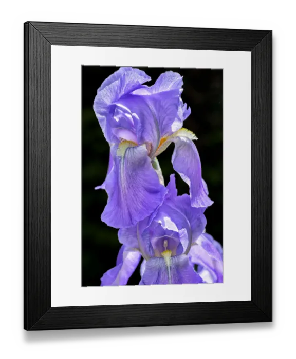 Framed Print : Bearded Iris, USA