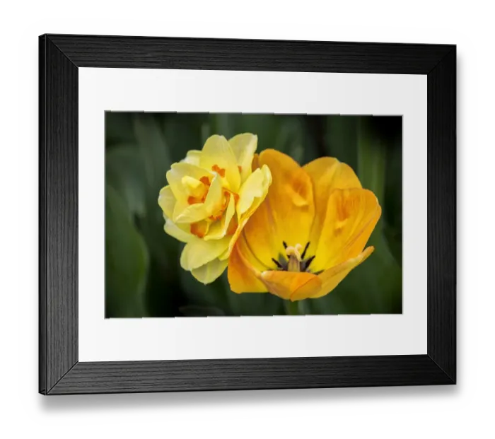 Framed Print : Orange Darwin hybrid tulip and double daffodil, USA Framed Print : Orange Darwin hybrid tulip and double daffodil, USA