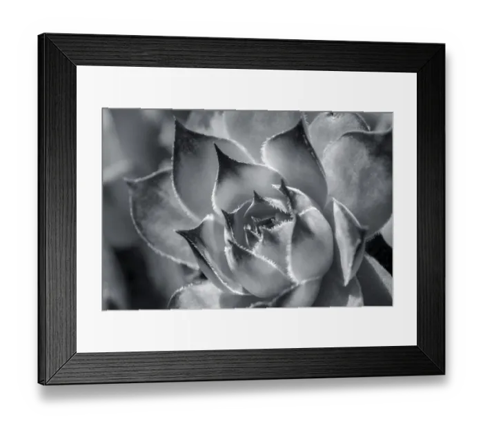Framed Print : Hens and chicks, succulents, USA