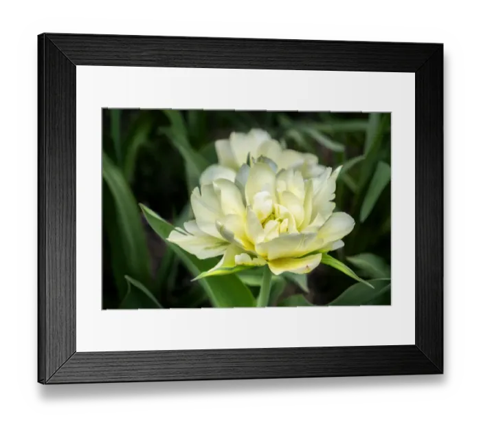 Framed Print : White Exotic Emperor tulip, USA Framed Print : White Exotic Emperor tulip, USA