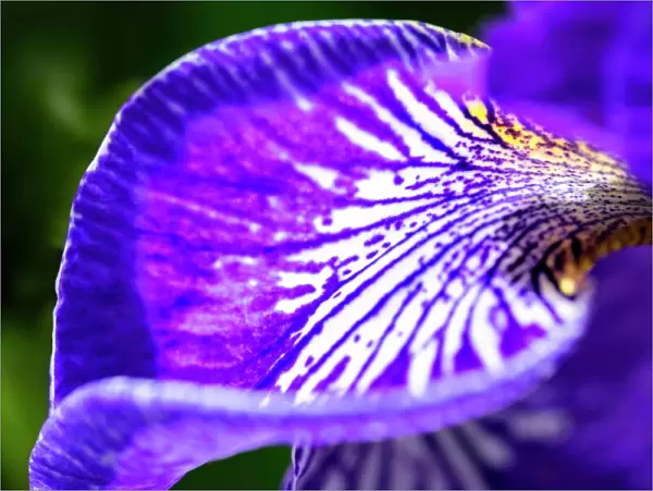 Siberian Iris, USA